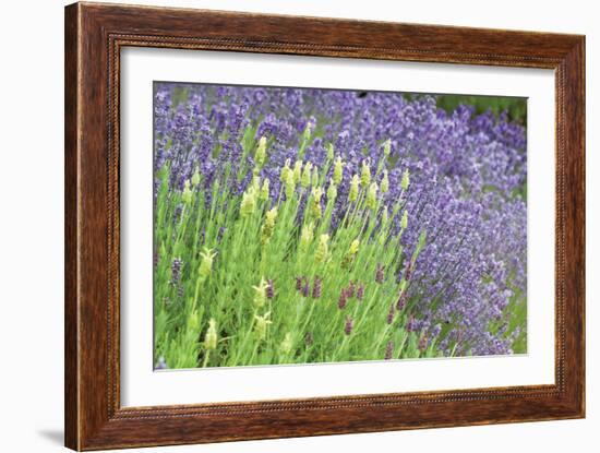 Flowing Lavender I-Dana Styber-Framed Photographic Print