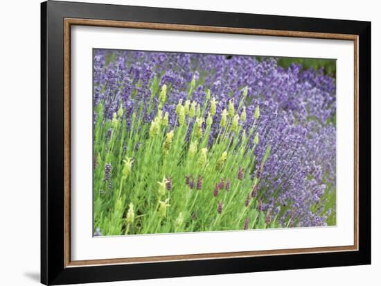 Flowing Lavender I-Dana Styber-Framed Photographic Print