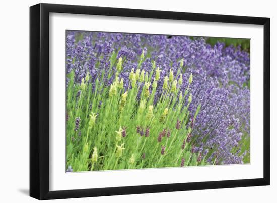 Flowing Lavender I-Dana Styber-Framed Photographic Print