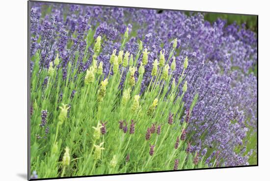 Flowing Lavender I-Dana Styber-Mounted Photographic Print