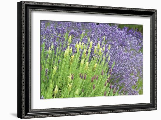 Flowing Lavender I-Dana Styber-Framed Photographic Print