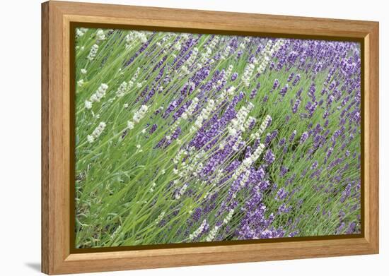 Flowing Lavender II-Dana Styber-Framed Premier Image Canvas