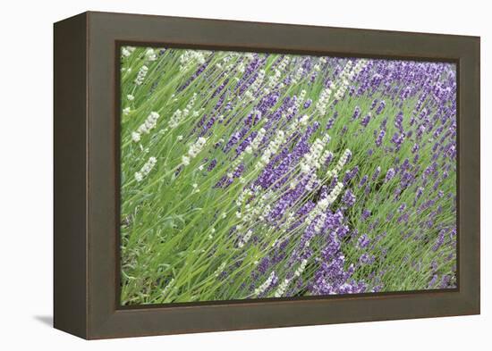 Flowing Lavender II-Dana Styber-Framed Premier Image Canvas