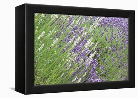 Flowing Lavender II-Dana Styber-Framed Premier Image Canvas