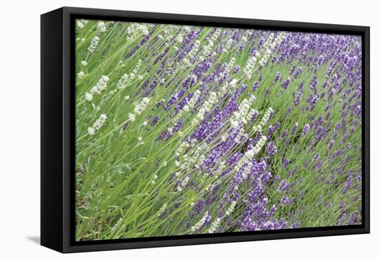 Flowing Lavender II-Dana Styber-Framed Premier Image Canvas