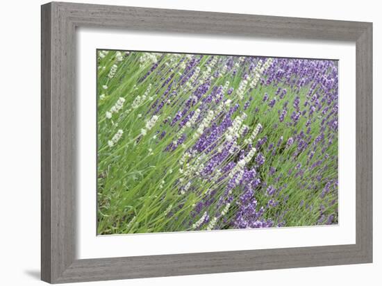 Flowing Lavender II-Dana Styber-Framed Photographic Print