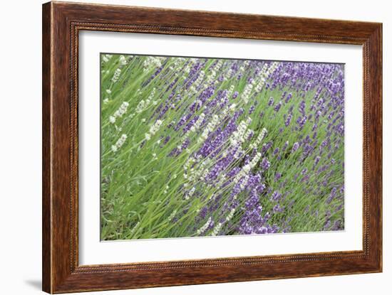 Flowing Lavender II-Dana Styber-Framed Photographic Print