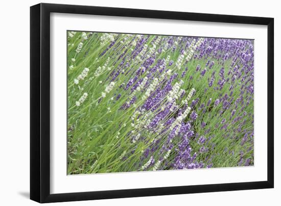 Flowing Lavender II-Dana Styber-Framed Photographic Print