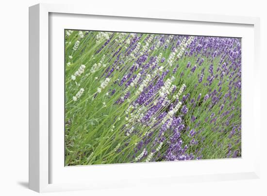 Flowing Lavender II-Dana Styber-Framed Photographic Print