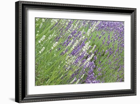 Flowing Lavender II-Dana Styber-Framed Photographic Print