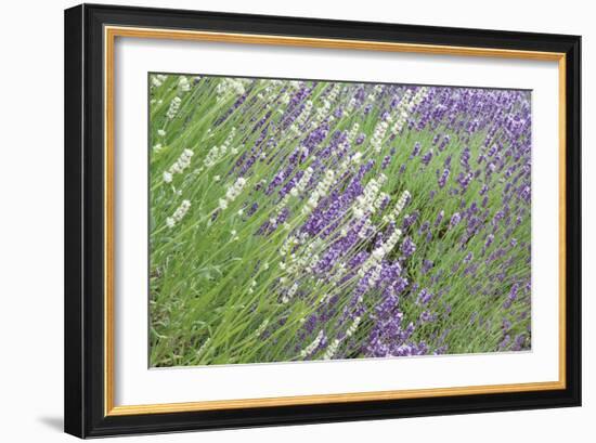 Flowing Lavender II-Dana Styber-Framed Photographic Print