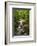 Flowing stream meandering through forest-Sheila Haddad-Framed Photographic Print