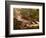 Flowing Streams Along the Appalachian Trail, East Arlington, Vermont, USA-Joe Restuccia III-Framed Photographic Print