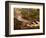 Flowing Streams Along the Appalachian Trail, East Arlington, Vermont, USA-Joe Restuccia III-Framed Photographic Print