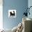 Fluffy Black Kitten, 12 Weeks Old, Standing-Mark Taylor-Photographic Print displayed on a wall