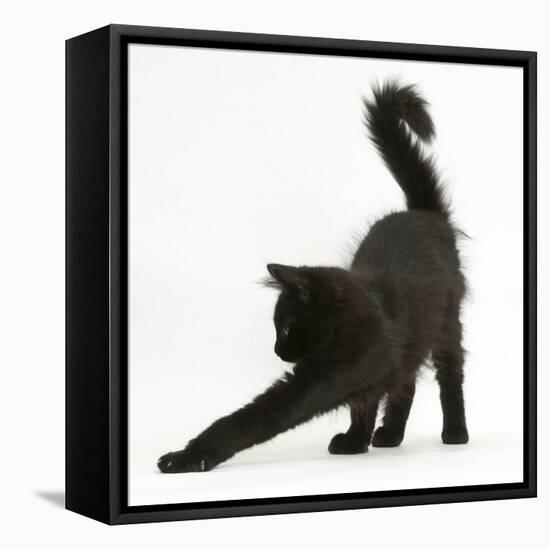 Fluffy Black Kitten, 12 Weeks Old, Stretching-Mark Taylor-Framed Premier Image Canvas