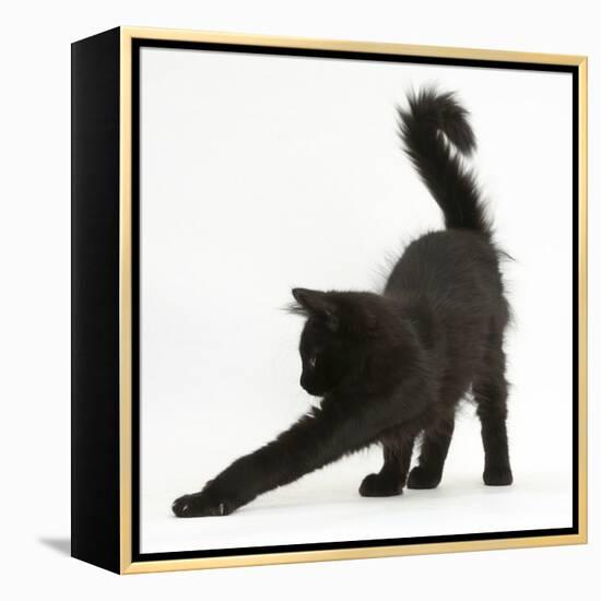 Fluffy Black Kitten, 12 Weeks Old, Stretching-Mark Taylor-Framed Premier Image Canvas