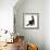 Fluffy Black Kitten, 12 Weeks Old, Stretching-Mark Taylor-Framed Photographic Print displayed on a wall