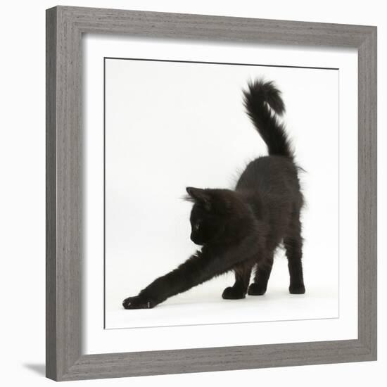 Fluffy Black Kitten, 12 Weeks Old, Stretching-Mark Taylor-Framed Photographic Print