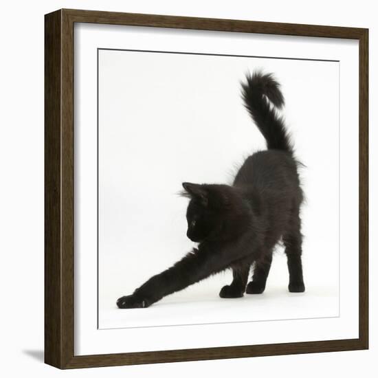 Fluffy Black Kitten, 12 Weeks Old, Stretching-Mark Taylor-Framed Photographic Print