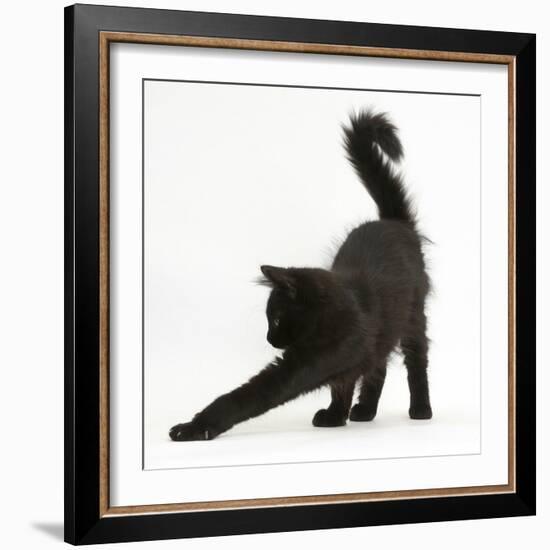 Fluffy Black Kitten, 12 Weeks Old, Stretching-Mark Taylor-Framed Photographic Print