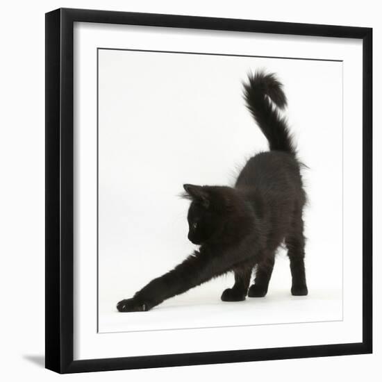 Fluffy Black Kitten, 12 Weeks Old, Stretching-Mark Taylor-Framed Photographic Print