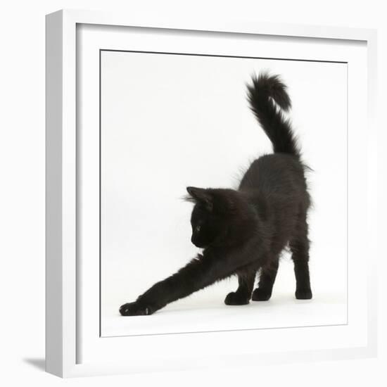 Fluffy Black Kitten, 12 Weeks Old, Stretching-Mark Taylor-Framed Photographic Print