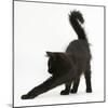 Fluffy Black Kitten, 12 Weeks Old, Stretching-Mark Taylor-Mounted Photographic Print