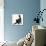Fluffy Black Kitten, 12 Weeks Old, Stretching-Mark Taylor-Mounted Photographic Print displayed on a wall