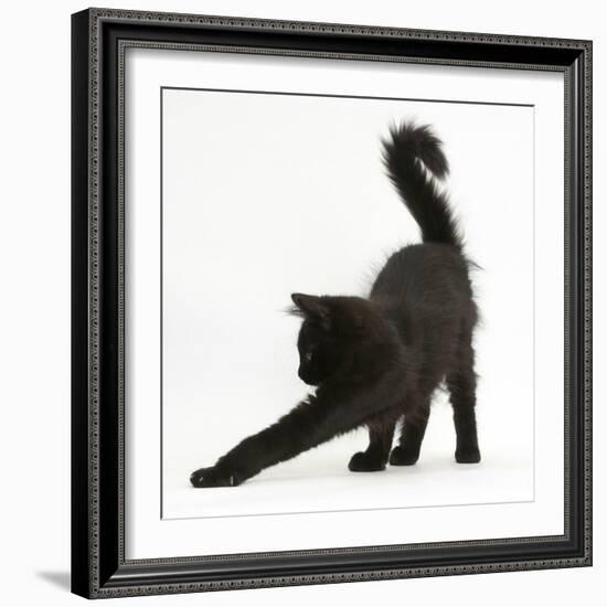 Fluffy Black Kitten, 12 Weeks Old, Stretching-Mark Taylor-Framed Photographic Print
