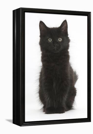 Fluffy Black Kitten, 9 Weeks Old, Sitting-Mark Taylor-Framed Premier Image Canvas