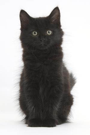 Black furry kitten sales