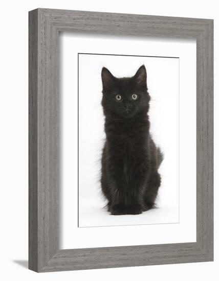 Fluffy Black Kitten, 9 Weeks Old, Sitting-Mark Taylor-Framed Photographic Print