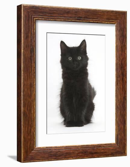 Fluffy Black Kitten, 9 Weeks Old, Sitting-Mark Taylor-Framed Photographic Print