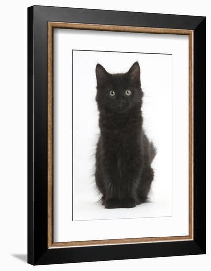 Fluffy Black Kitten, 9 Weeks Old, Sitting-Mark Taylor-Framed Photographic Print