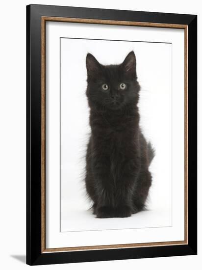 Fluffy Black Kitten, 9 Weeks Old, Sitting-Mark Taylor-Framed Photographic Print