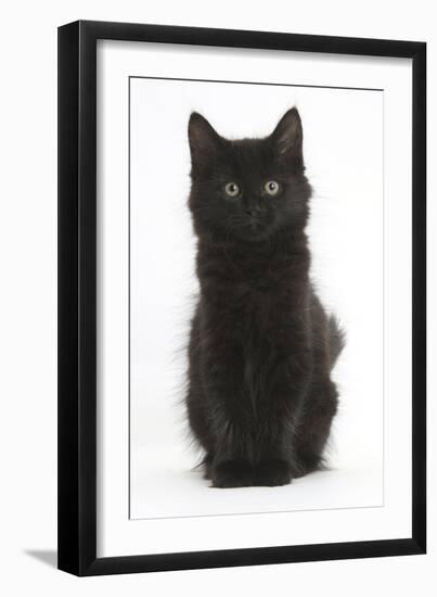 Fluffy Black Kitten, 9 Weeks Old, Sitting-Mark Taylor-Framed Photographic Print