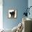 Fluffy Black Kitten, 9 Weeks Old, Stretching with Arched Back-Mark Taylor-Framed Premier Image Canvas displayed on a wall