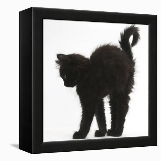 Fluffy Black Kitten, 9 Weeks Old, Stretching with Arched Back-Mark Taylor-Framed Premier Image Canvas