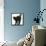 Fluffy Black Kitten, 9 Weeks Old, Stretching with Arched Back-Mark Taylor-Framed Premier Image Canvas displayed on a wall