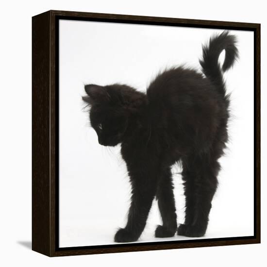 Fluffy Black Kitten, 9 Weeks Old, Stretching with Arched Back-Mark Taylor-Framed Premier Image Canvas