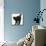 Fluffy Black Kitten, 9 Weeks Old, Stretching with Arched Back-Mark Taylor-Framed Premier Image Canvas displayed on a wall