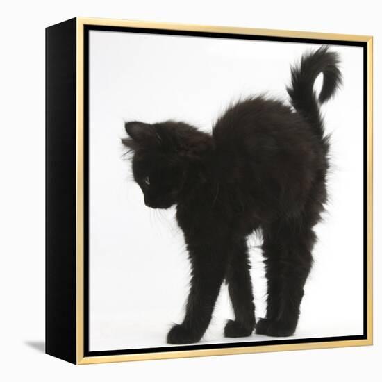 Fluffy Black Kitten, 9 Weeks Old, Stretching with Arched Back-Mark Taylor-Framed Premier Image Canvas