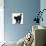 Fluffy Black Kitten, 9 Weeks Old, Stretching with Arched Back-Mark Taylor-Framed Premier Image Canvas displayed on a wall