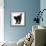 Fluffy Black Kitten, 9 Weeks Old, Stretching with Arched Back-Mark Taylor-Framed Photographic Print displayed on a wall