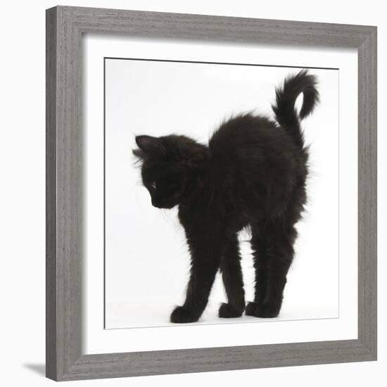 Fluffy Black Kitten, 9 Weeks Old, Stretching with Arched Back-Mark Taylor-Framed Photographic Print