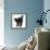 Fluffy Black Kitten, 9 Weeks Old, Stretching with Arched Back-Mark Taylor-Framed Photographic Print displayed on a wall