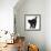 Fluffy Black Kitten, 9 Weeks Old, Stretching with Arched Back-Mark Taylor-Framed Photographic Print displayed on a wall