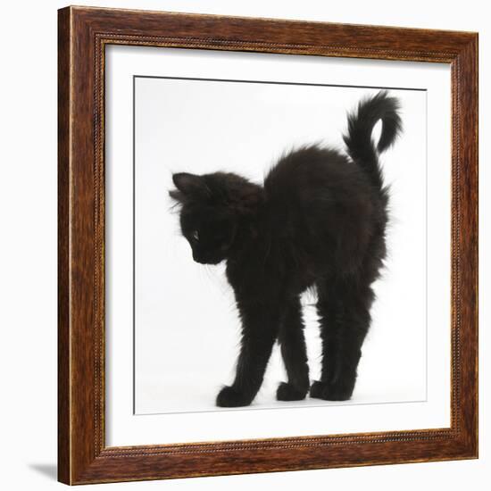 Fluffy Black Kitten, 9 Weeks Old, Stretching with Arched Back-Mark Taylor-Framed Photographic Print