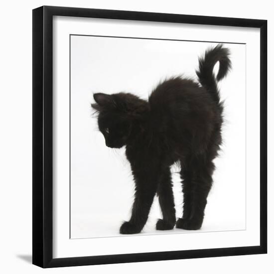 Fluffy Black Kitten, 9 Weeks Old, Stretching with Arched Back-Mark Taylor-Framed Photographic Print